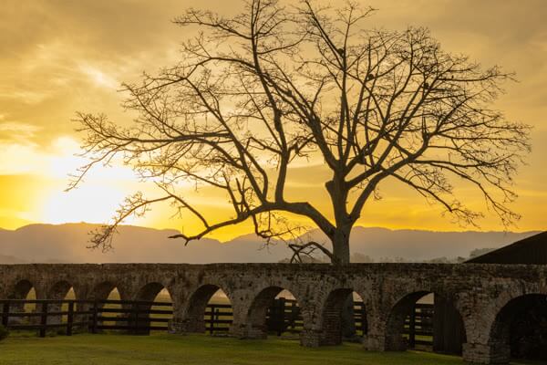 Aqueduto de pedra e árvore ao pôr do sol dourado em Candelária